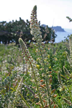 Image of Reseda alba subsp. hookeri (Guss.) Arcang.