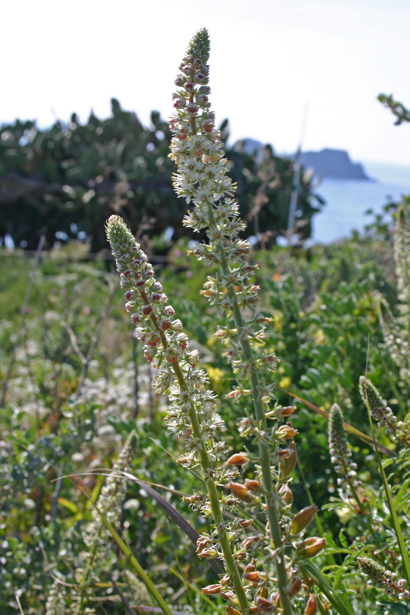 Imagem de Reseda alba subsp. hookeri (Guss.) Arcang.