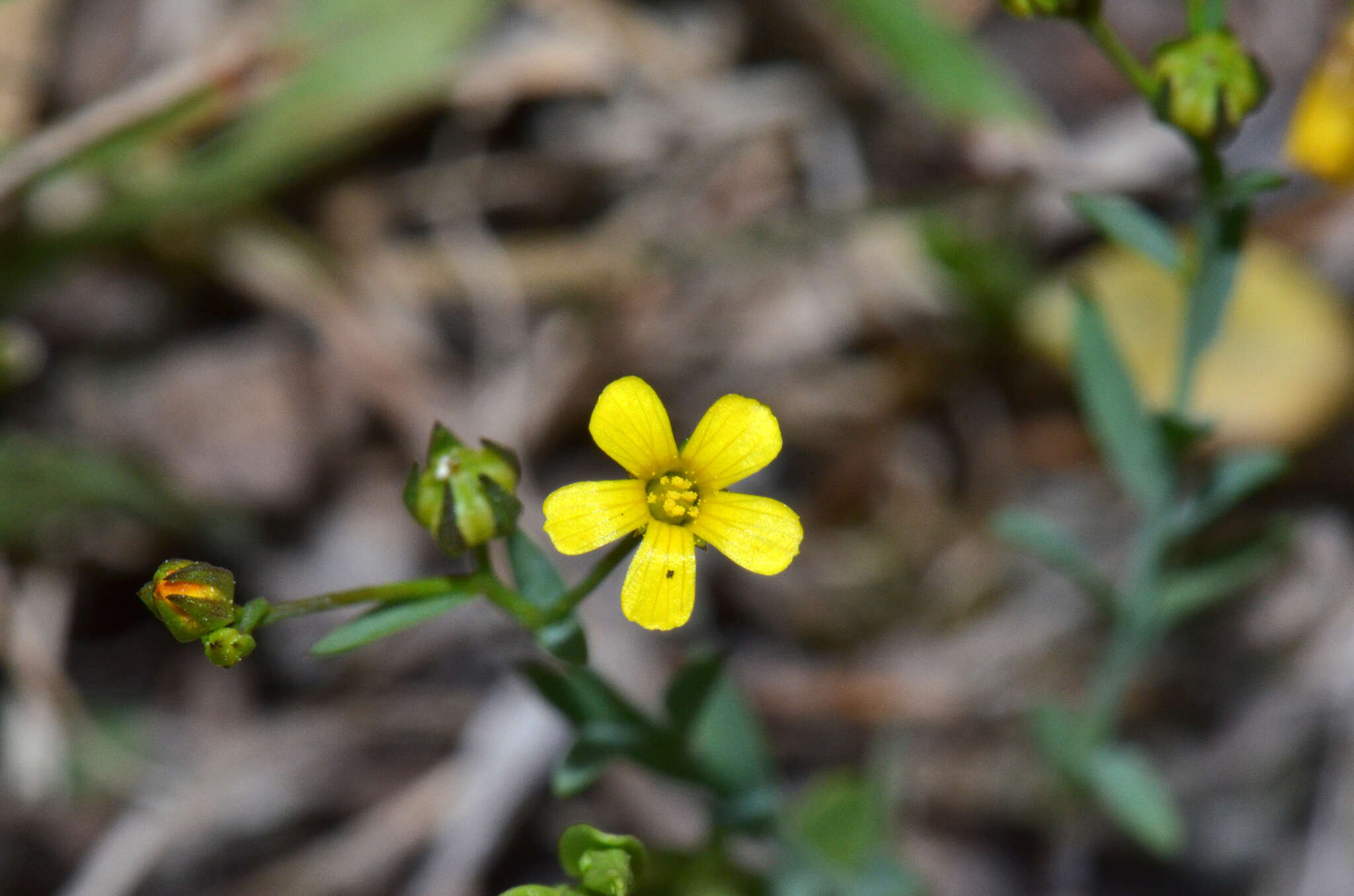 Imagem de Linum trigynum L.