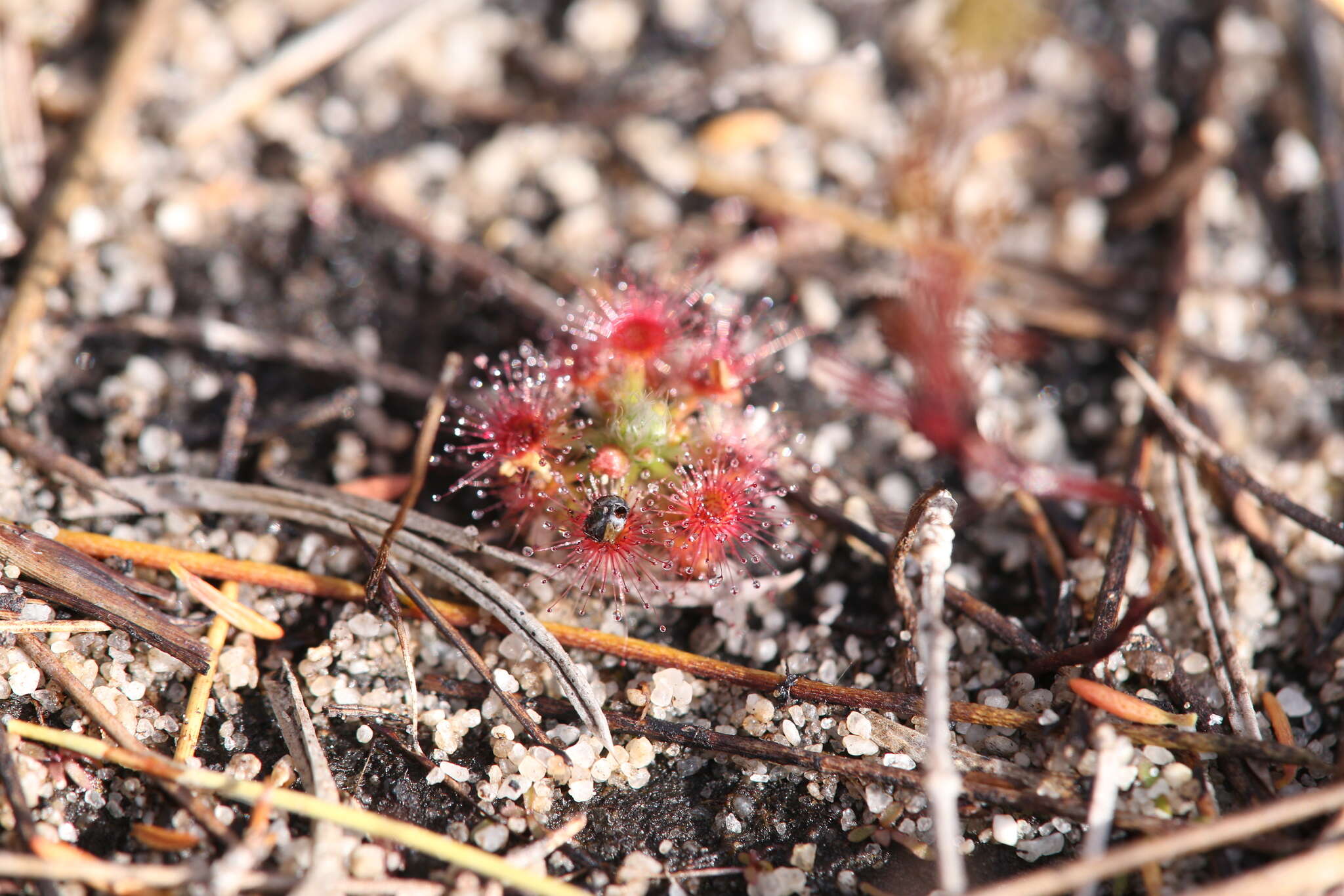 صورة Drosera nitidula Planch.