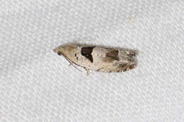 Image of Epinotia ramella Linnaeus 1758