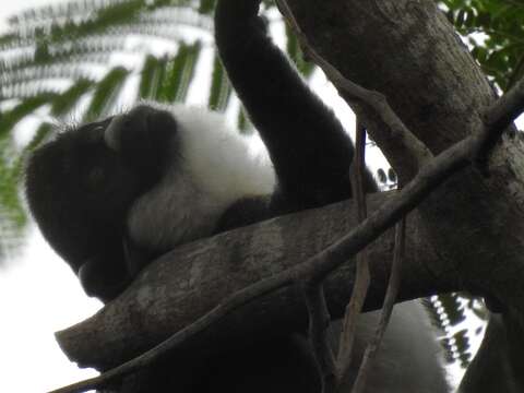 Image of Lesser Spot-nosed Guenon