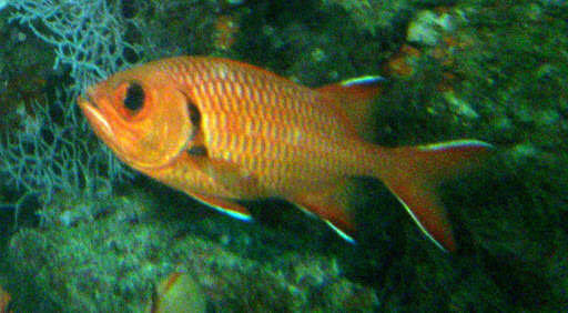 Image of Blacktip Soldierfish