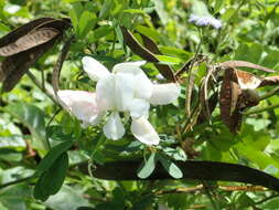 Image of Tephrosia inandensis H. M. L. Forbes