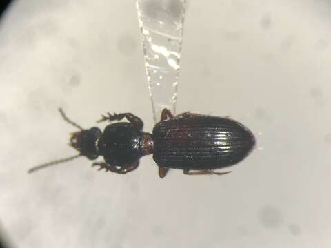 Image of Clivina (Leucocara) americana Dejean 1831