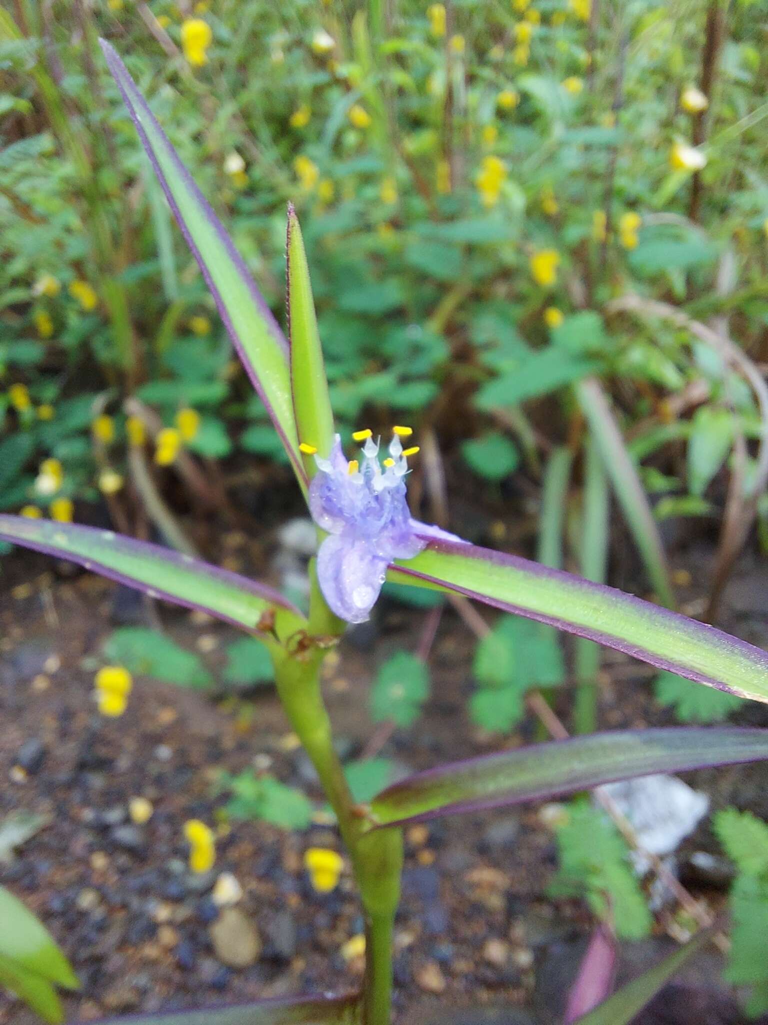 Image of Cyanotis axillaris (L.) D. Don ex Sweet