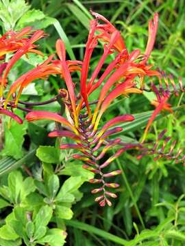 Image of zigzag crocosmia