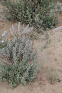 Image of garden baby's-breath