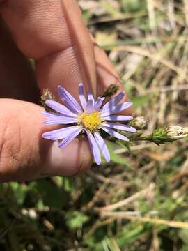 Image de Symphyotrichum rhiannon Weakley & Govus