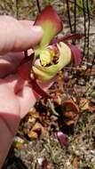 Image of Rosy Pitcherplant