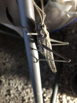 Image of Sooty Longwing