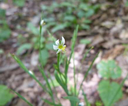 Sisyrinchium dichotomum E. P. Bicknell的圖片