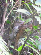 Image of Ceylon Frogmouth