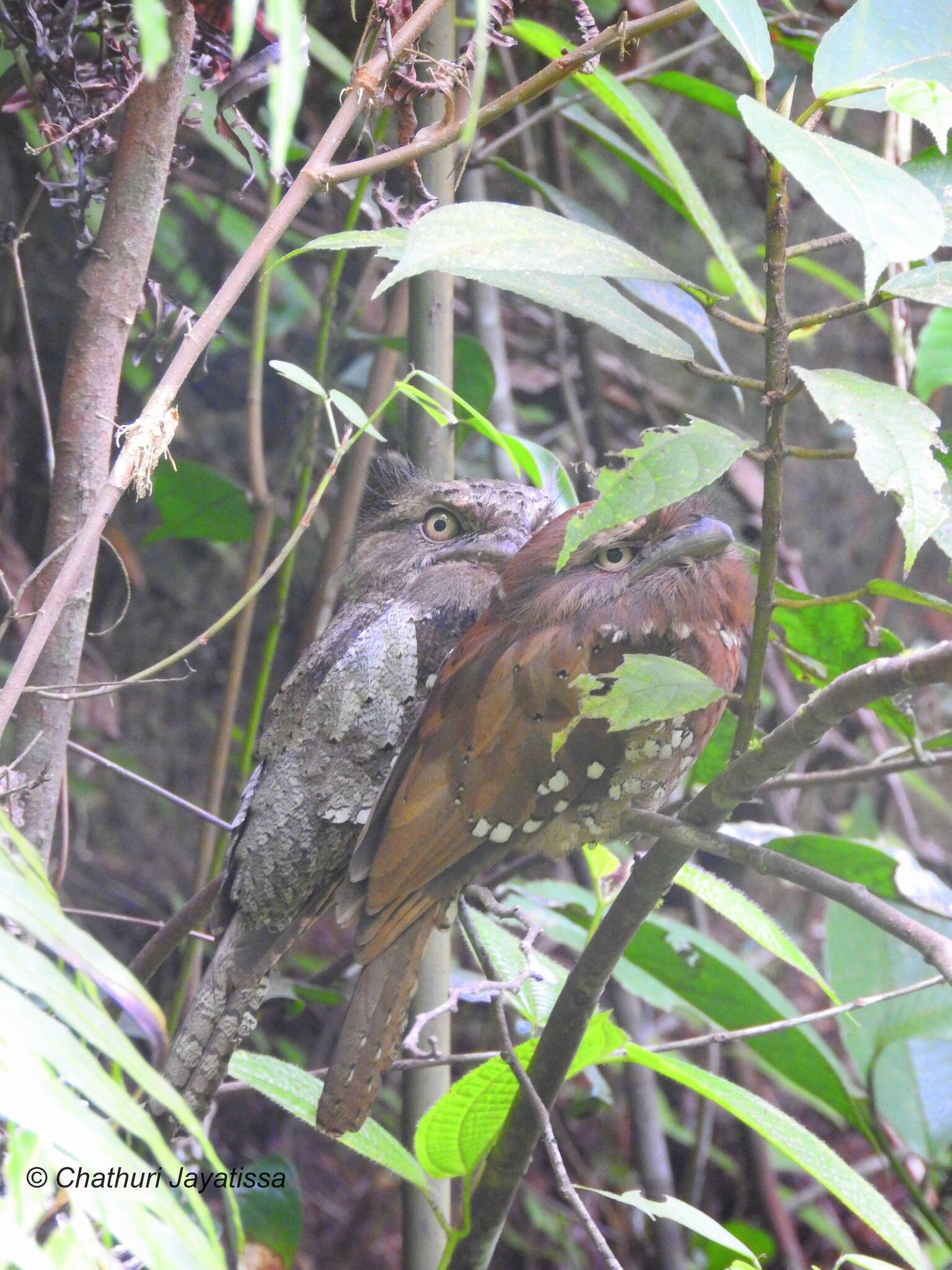 Image of Ceylon Frogmouth