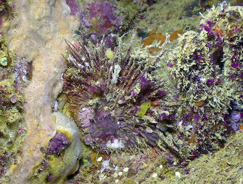 Image of cat's-tongue oyster