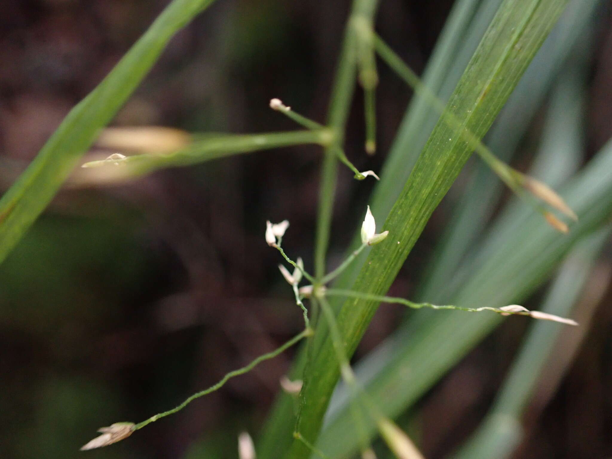 Image of Hawaii Blue Grass