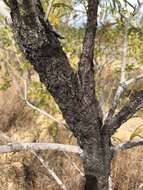 Image of Persoonia falcata R. Br.