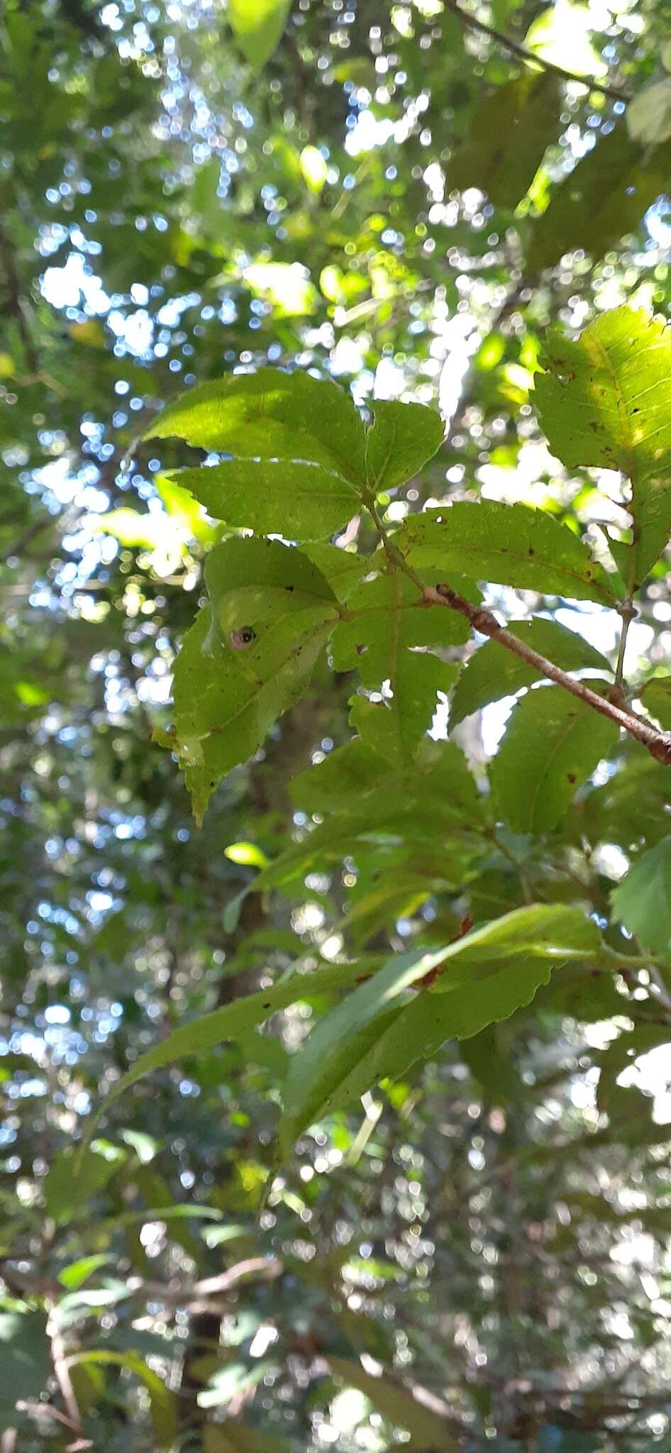 Imagem de Pseudoweinmannia lachnocarpa (F. Müll.) Engl.