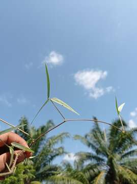 Image of Long-Leaf Cow-Pea