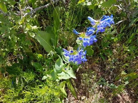 Image of Blue Penstemon