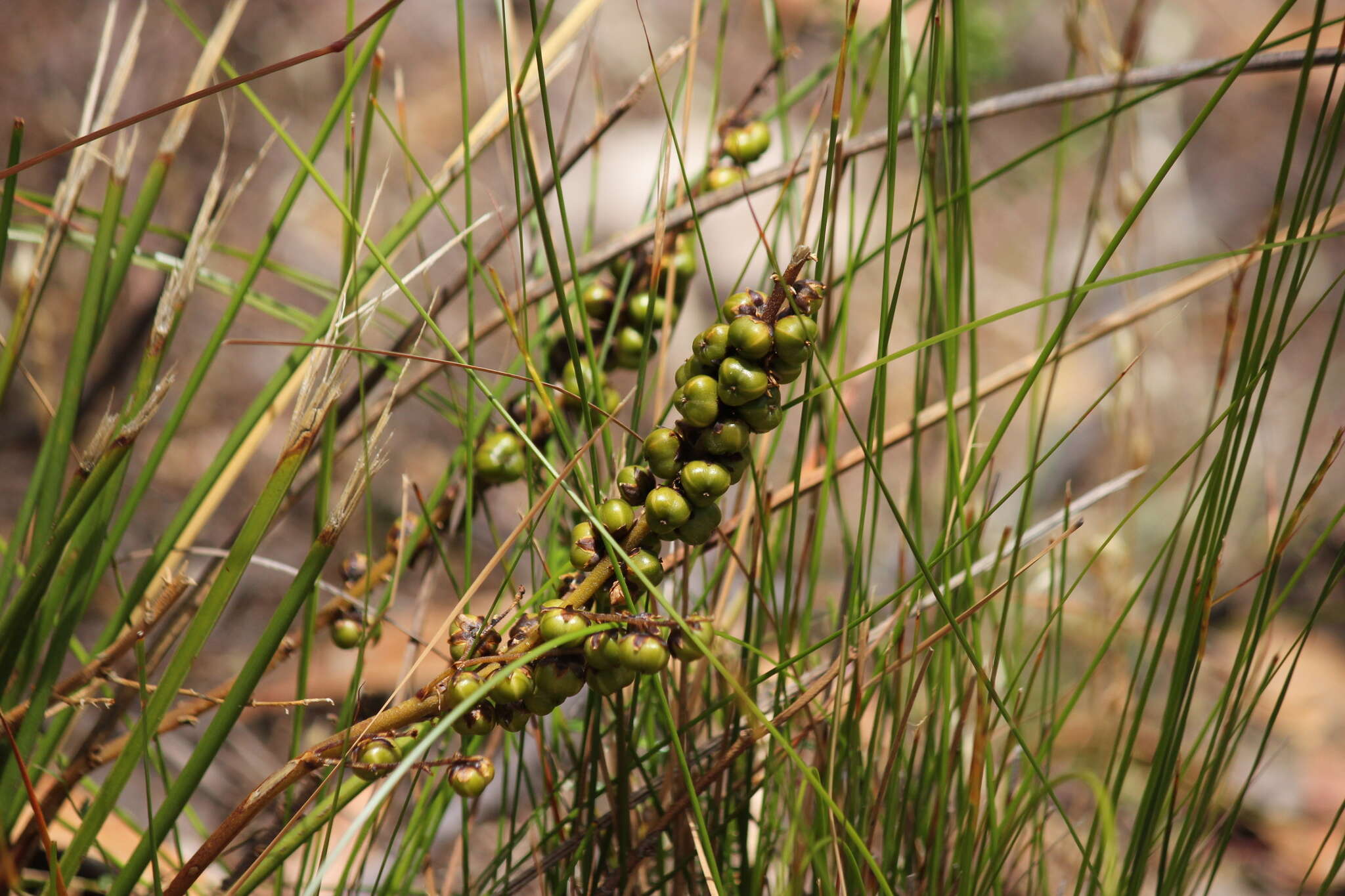 Image of Lomandra micrantha (Endl.) Ewart