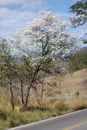 صورة Cordia morelosana Standl.