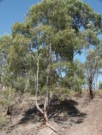 Angophora leiocarpa (L. Johnson ex G. Leach) K. R. Thiele & P. Y. Ladiges的圖片