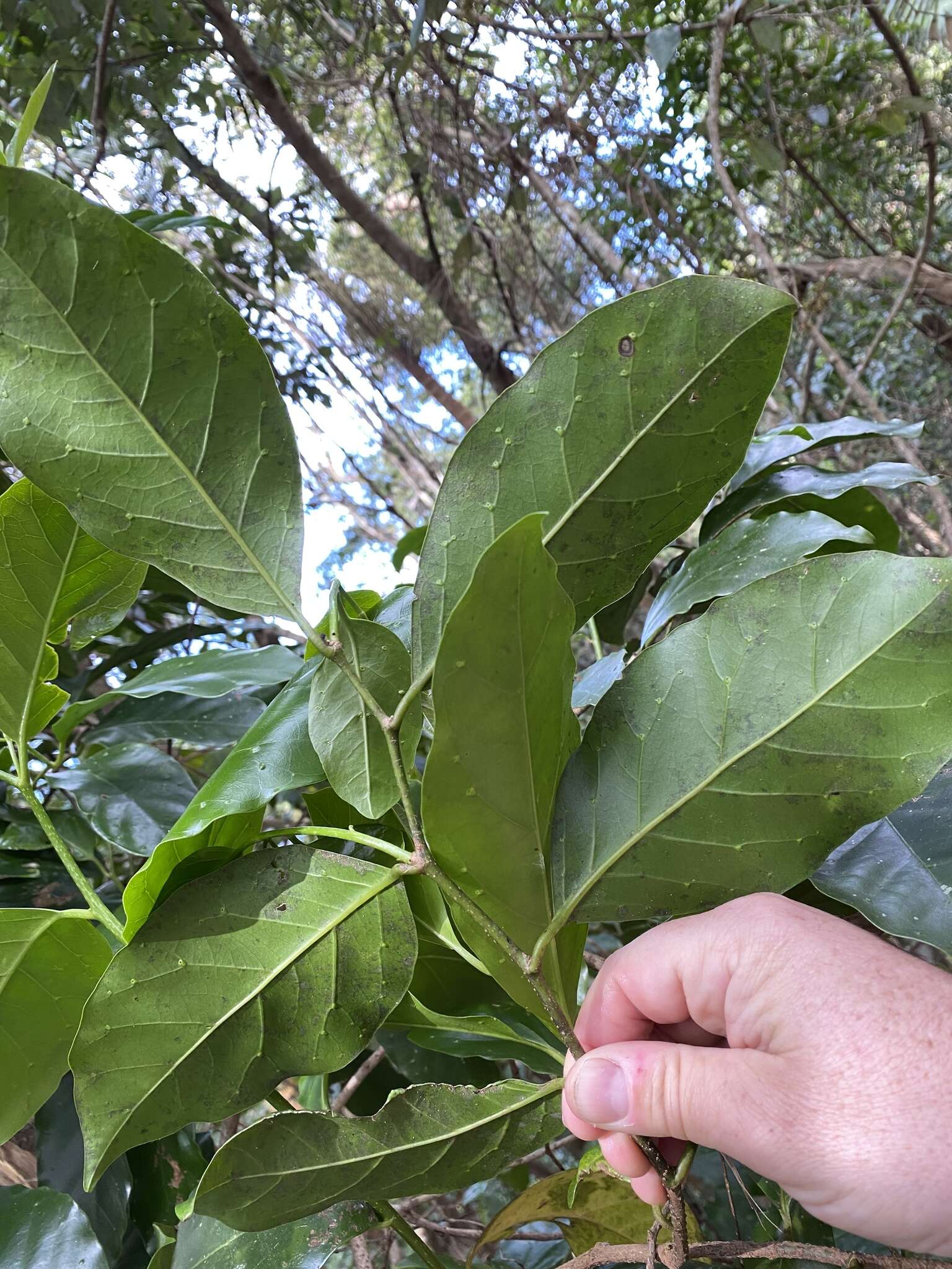 Image of Pennantia cunninghamii Miers