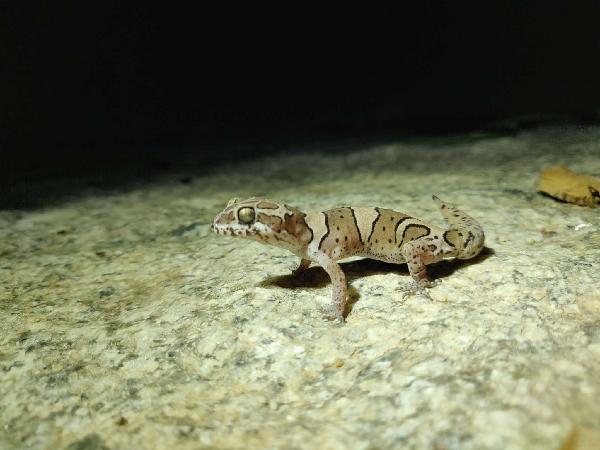 Image of Cyrtodactylus srilekhae Agarwal 2016