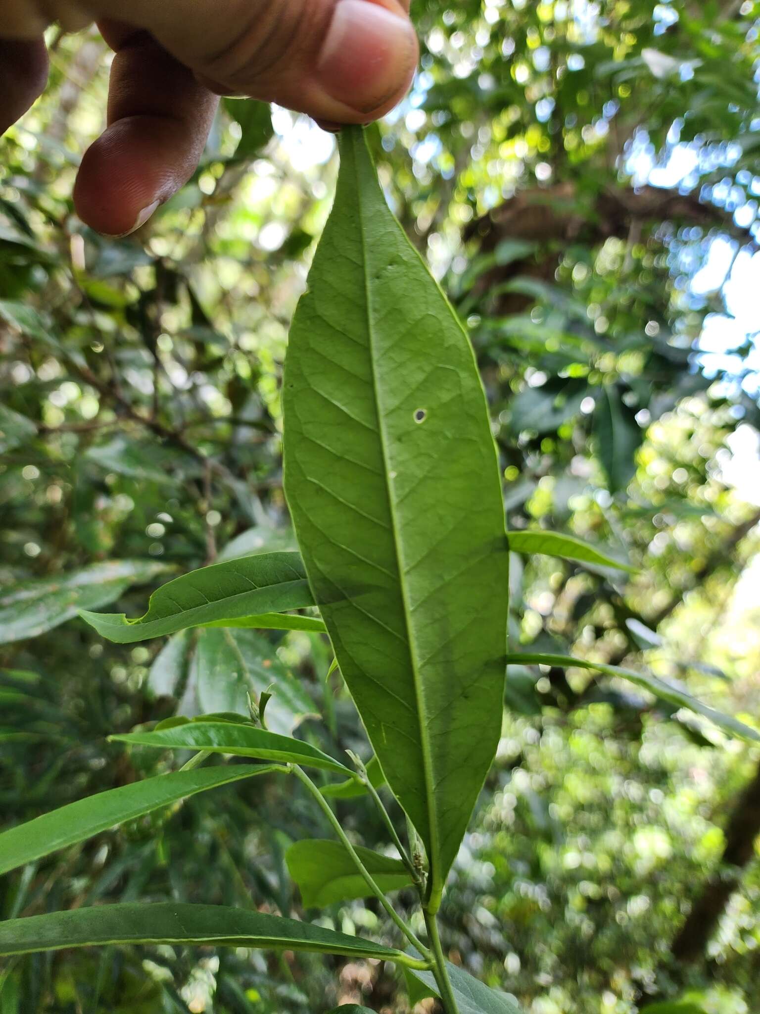 Caamembeca oxyphylla (DC.) J. F. B. Pastore的圖片