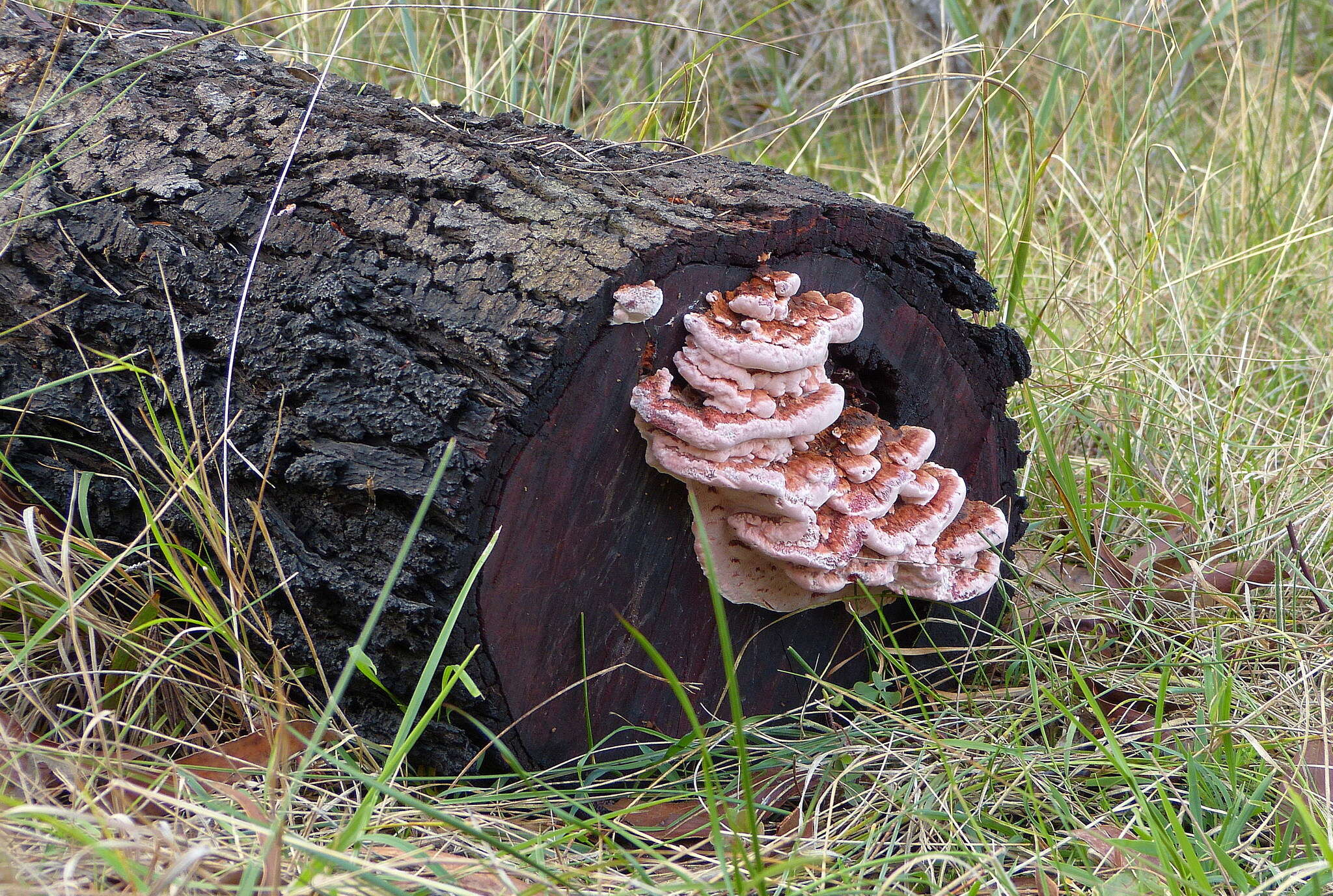 Image of Rhodofomitopsis lilacinogilva (Berk.) B. K. Cui, M. L. Han & Y. C. Dai 2016