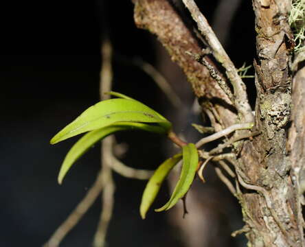 Image of Common tangle orchid