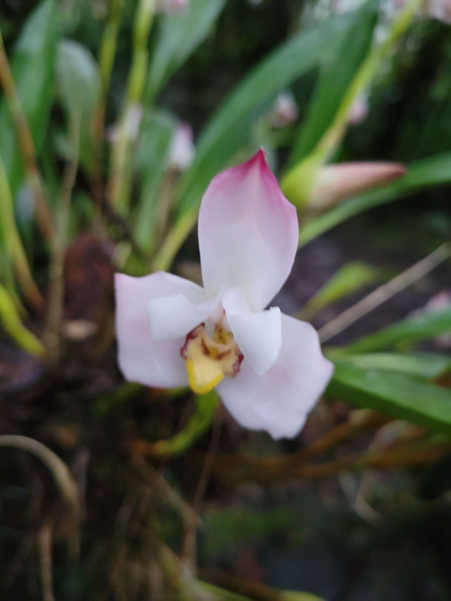 Image of Maxillaria huebschii Rchb. fil.