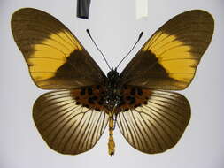 Image of Acraea poggei nelsoni Grose-Smith & Kirby 1892