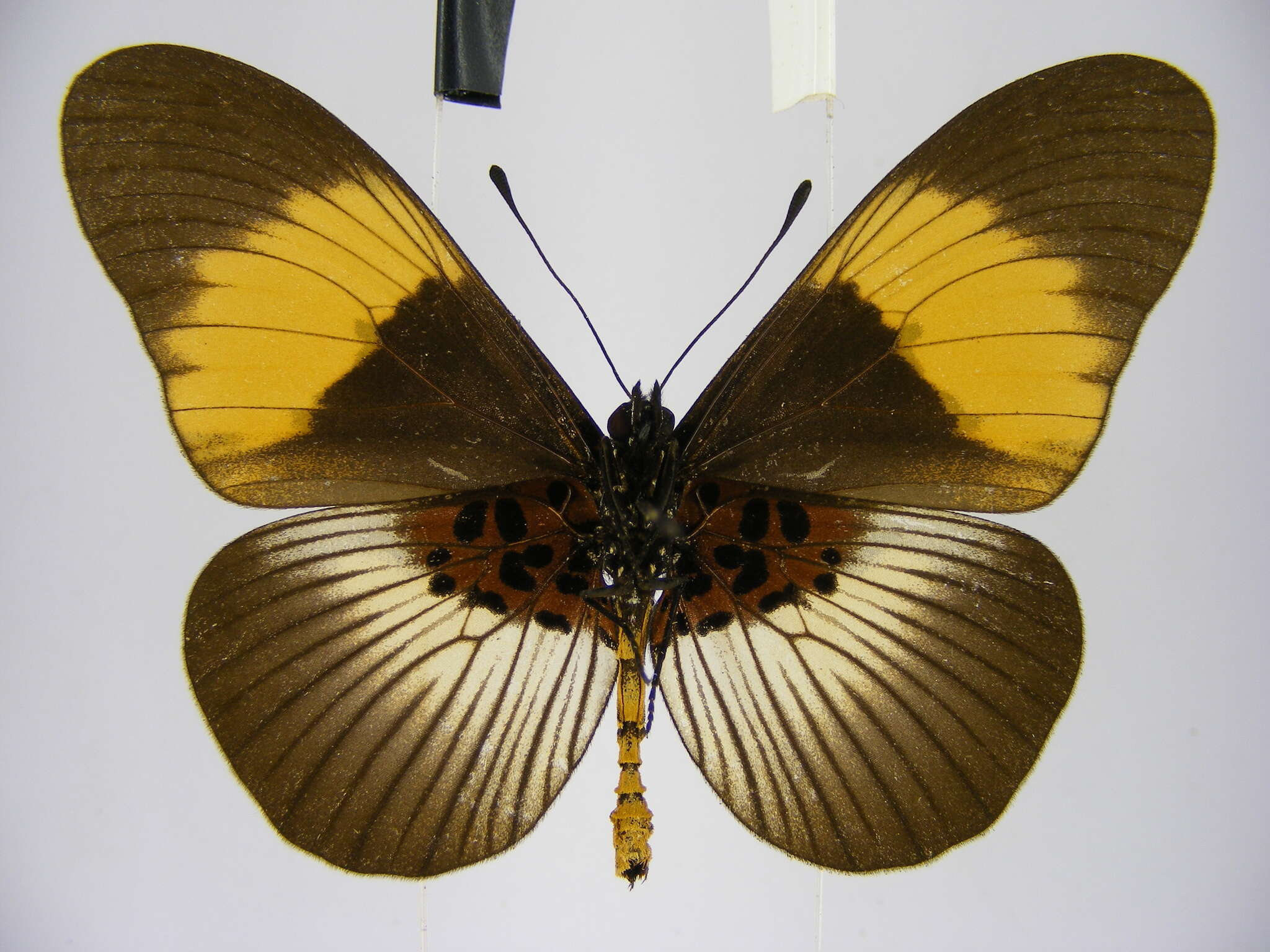 Image de Acraea poggei nelsoni Grose-Smith & Kirby 1892