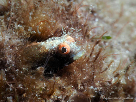 Image of Roughhead Blenny