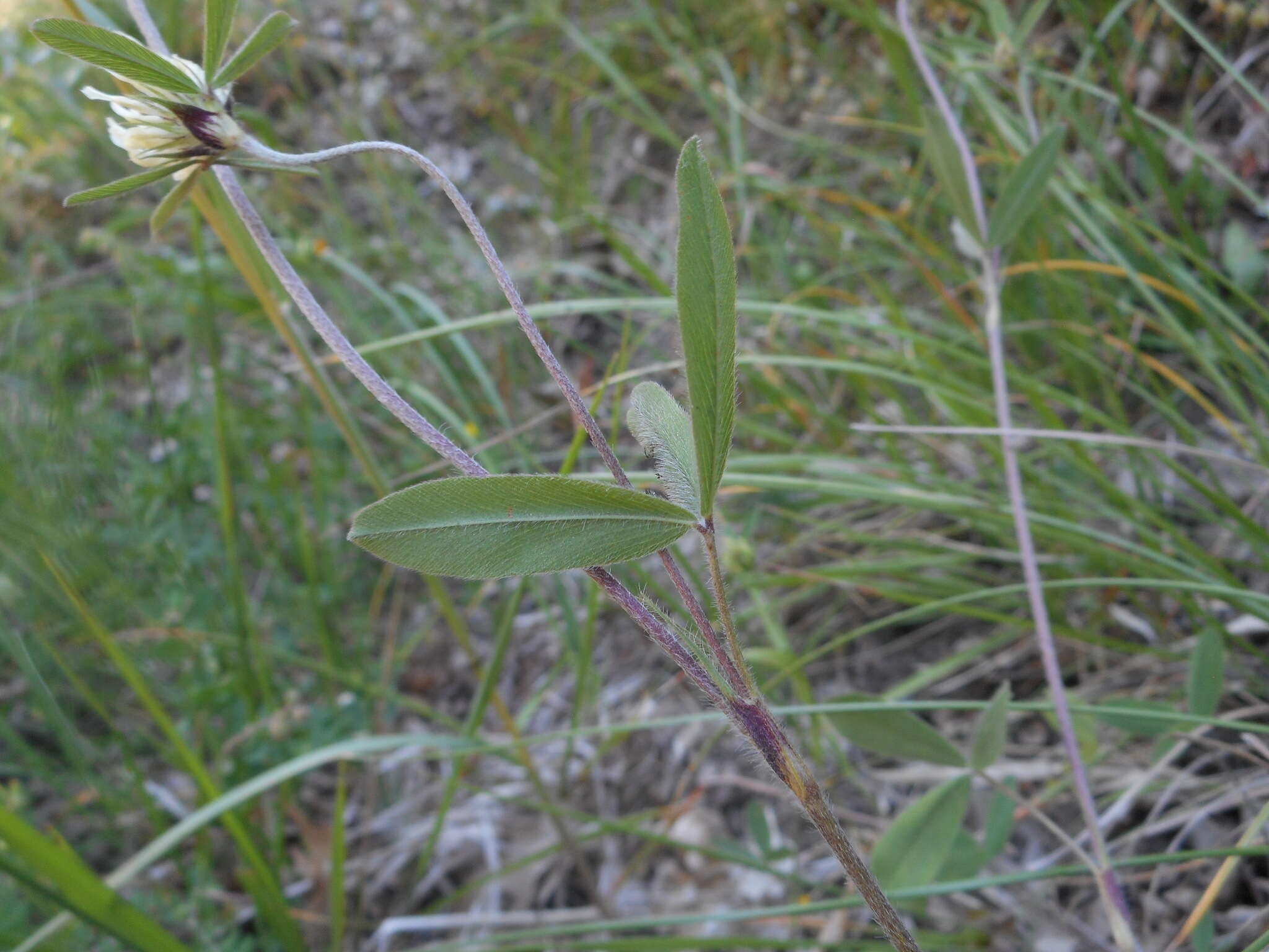 Image of Trifolium ochroleucon var. ochroleucon