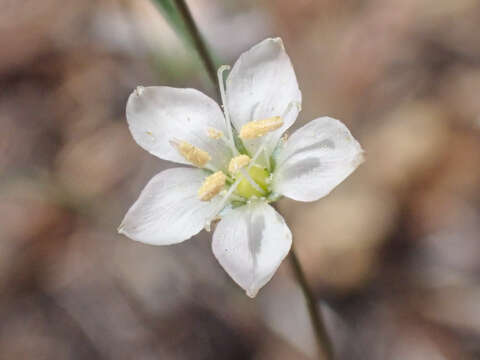 Слика од Hesperolinon disjunctum H. K. Sharsmith