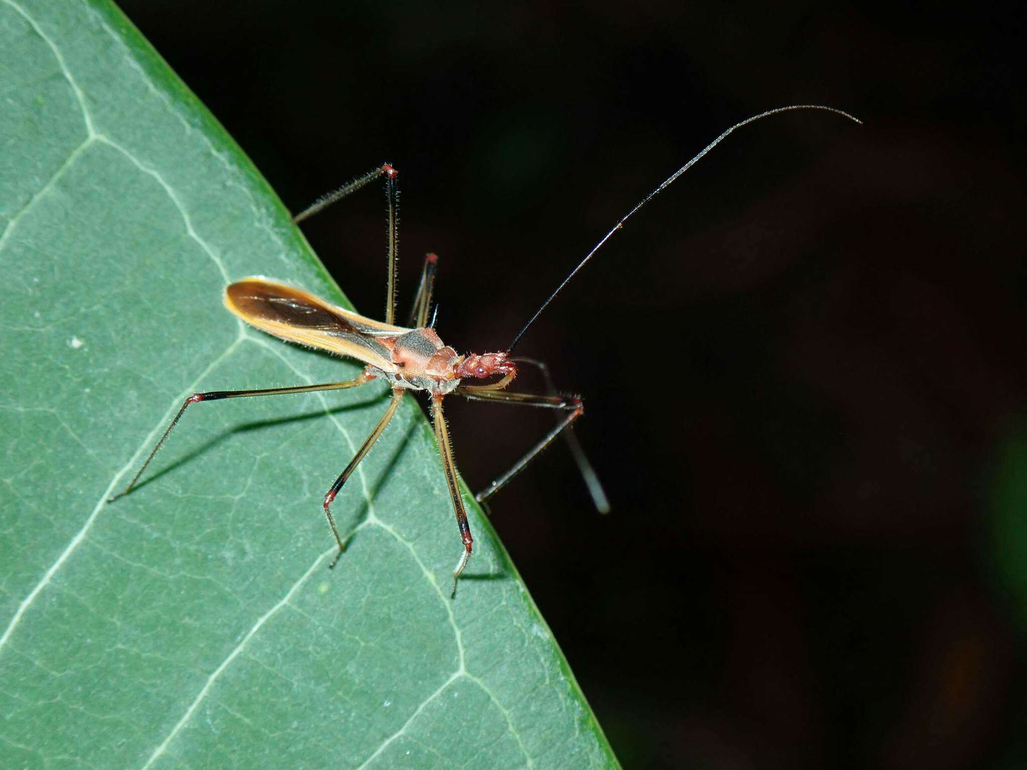 صورة Euagoras plagiatus (Burmeister 1834)