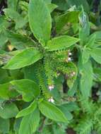 Echium strictum L. fil. resmi