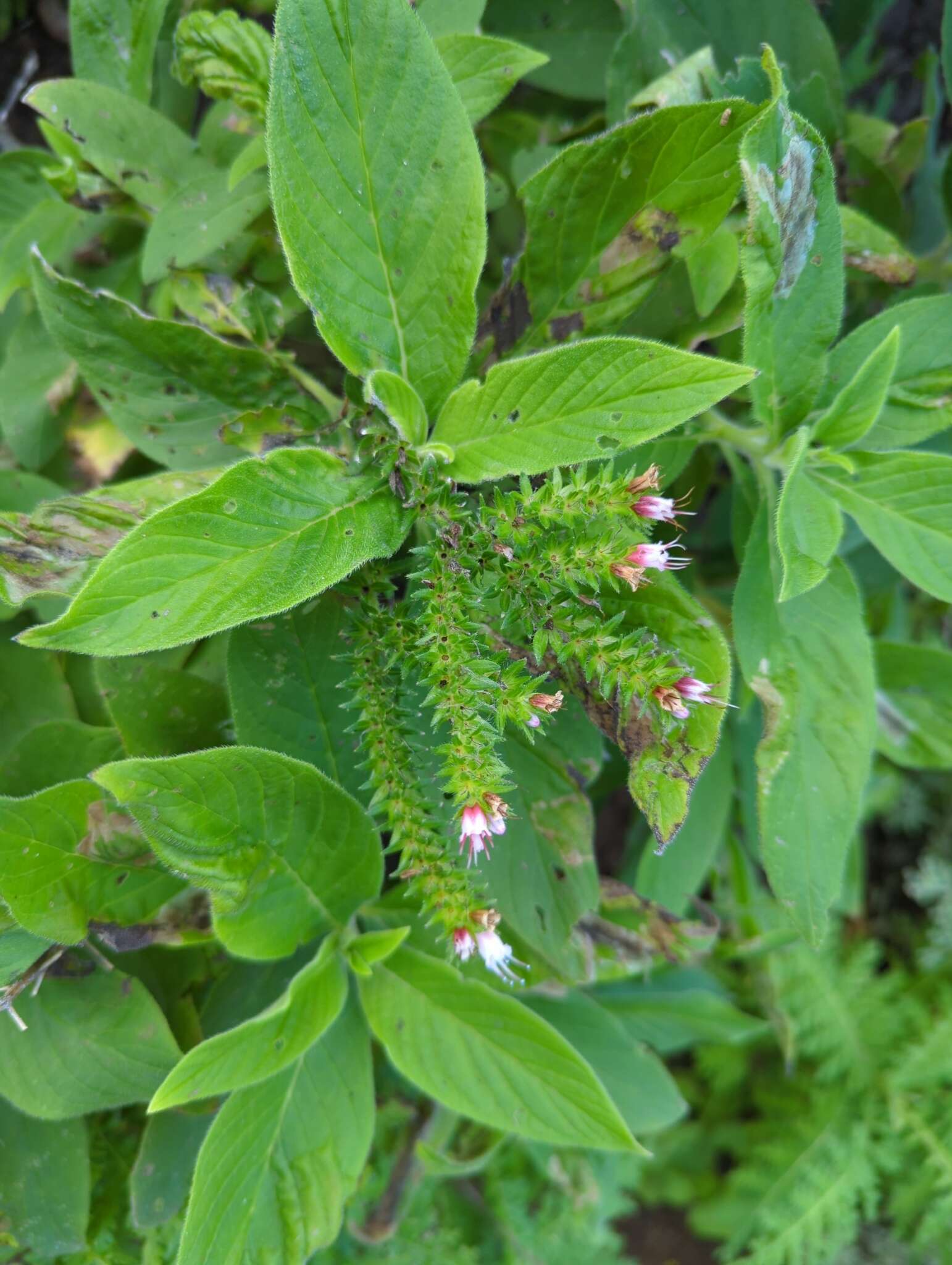 Image of Echium strictum L. fil.