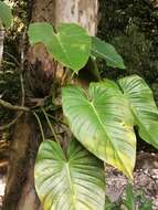 Image of Philodendron advena Schott