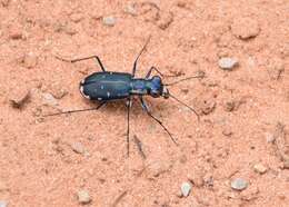 Image of Cicindela (Cicindelidia) rufiventris Dejean 1825