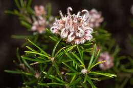 Image of Grevillea acerata Mc Gill.