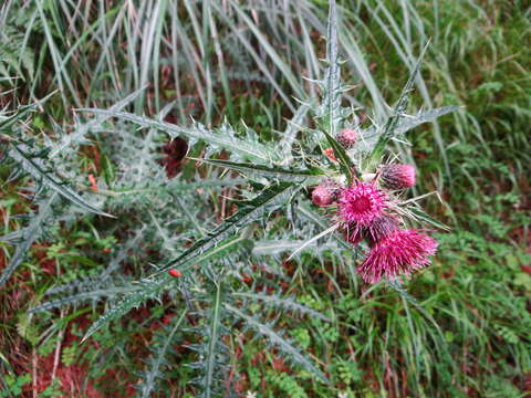 Imagem de Cirsium suzukii