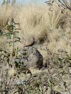 Image of Bare-eyed Ground-Dove