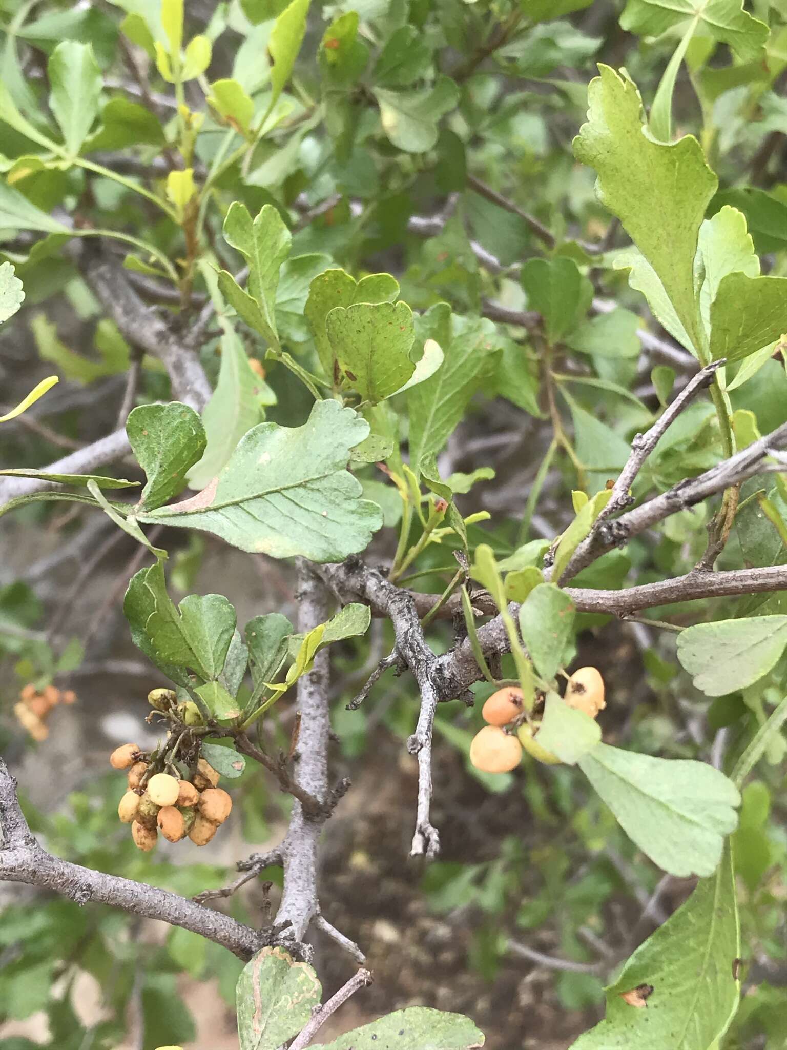 Searsia undulata (Jacq.) T. S. Yi, A. J. Mill. & J. Wen的圖片