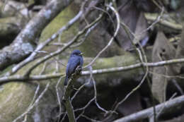 صورة Muscicapa sethsmithi (Van Someren 1922)