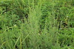 Image de Artemisia lancea Vaniot