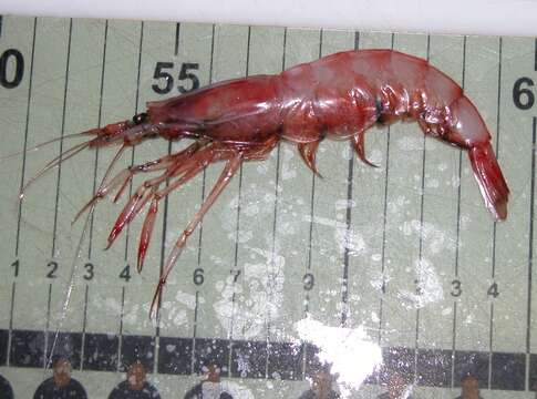 Image of pink glass shrimp